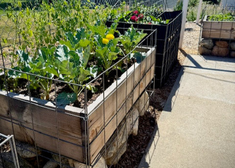 Vegetable garden with raised beds in an outdoor setting