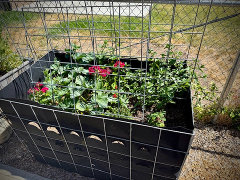 Plants & flowers in garden box. 