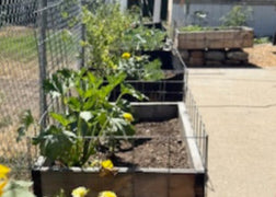 Garden bed with plants and a wire fence in an outdoor setting